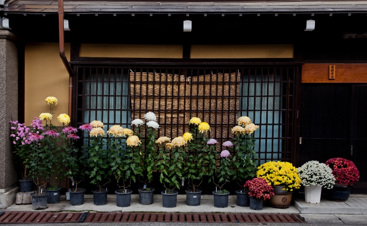 Takayama-Chrysthanthemums 11-0762.jpg